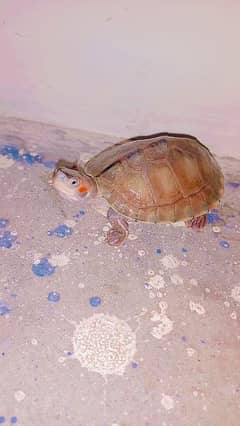 Turtle