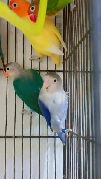 lovebird for Sale 1