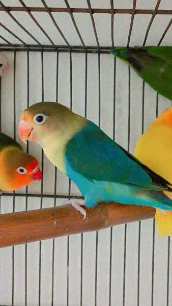 lovebird for Sale 0