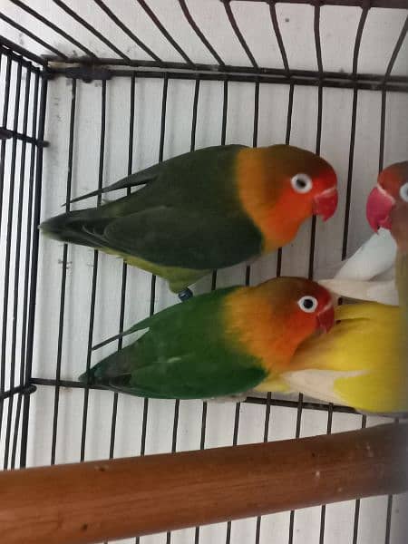 lovebird for Sale 2