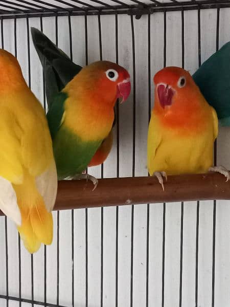 lovebird for Sale 3