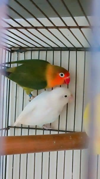 lovebird for Sale 4