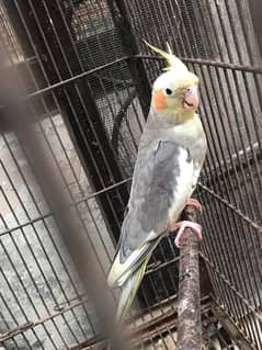 cockatiel 2 breater male female