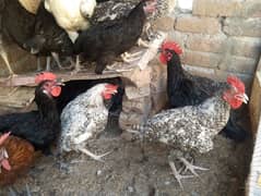 pure black hens