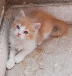 persian male kitten