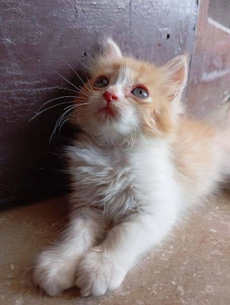 persian male kitten 1