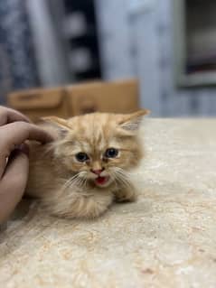 persian kitten