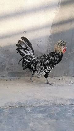 silver laced polish Male.