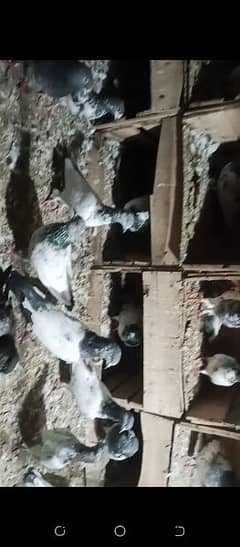 Pigeon for sale