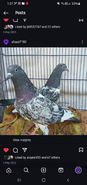 ferozpuri Breeder pair. 7