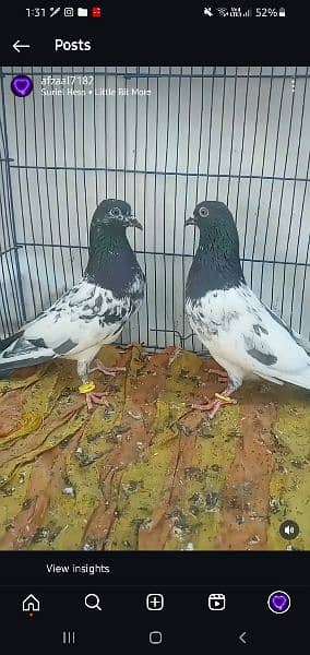 ferozpuri Breeder pair. 8