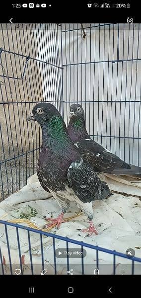 ferozpuri Breeder pair. 15