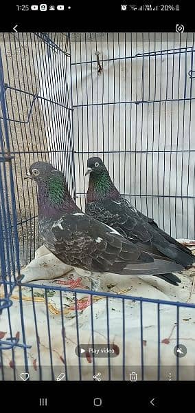 ferozpuri Breeder pair. 17