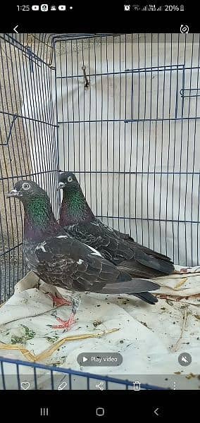 ferozpuri Breeder pair. 18