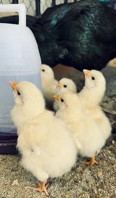 Light Sussex Chicks