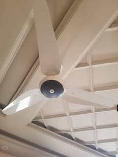 celing fan