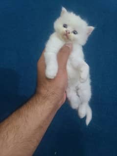 one month old babies triple coat  blue eyes persian