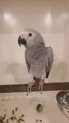 Female 8 Months African Grey