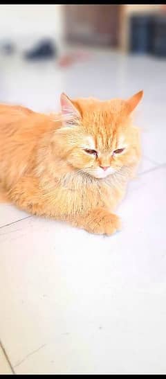 Persian cat