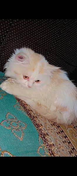 Persian cat 1