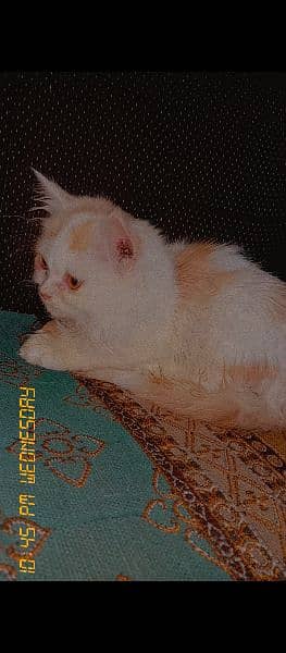 Persian cat 2