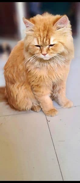 Persian cat 3