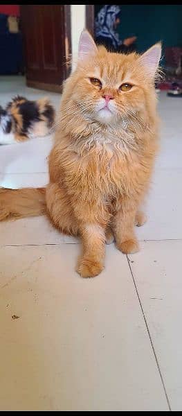 Persian cat 4