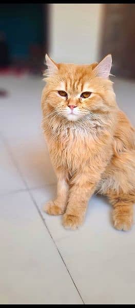 Persian cat 5