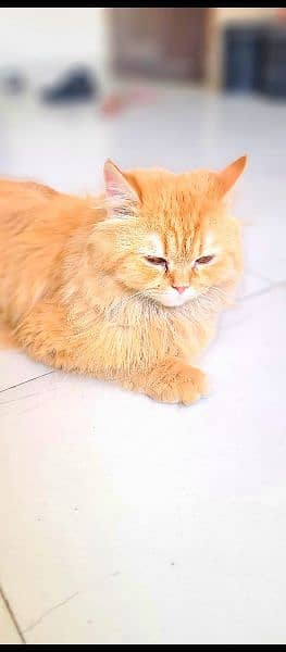 Persian cat 6