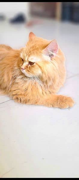 Persian cat 7