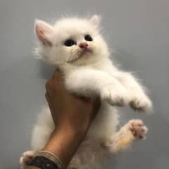 pure Persian kittens