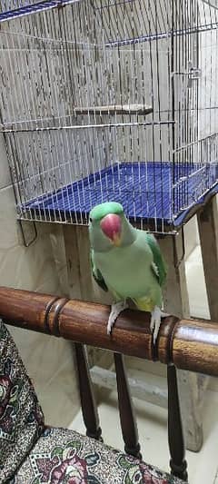 Raw parrot for sale 0