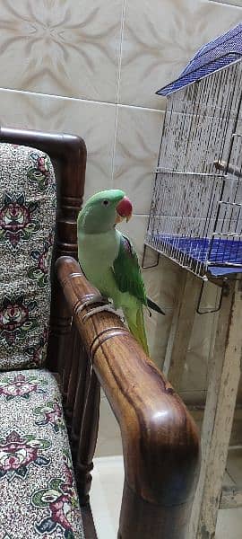 Raw parrot for sale 1