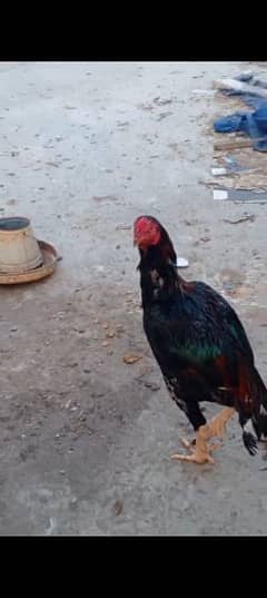 aseel male hens 0