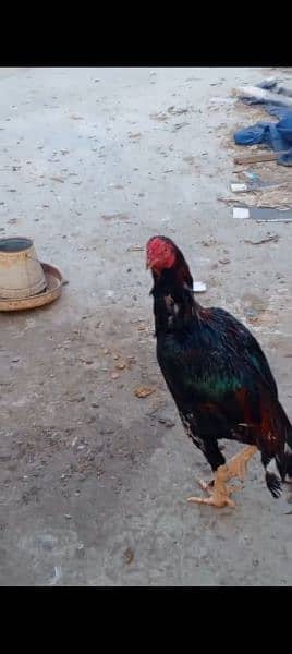 aseel male hens 0