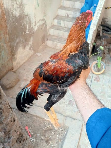 aseel male hens 4