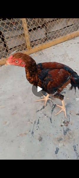 aseel male hens 9