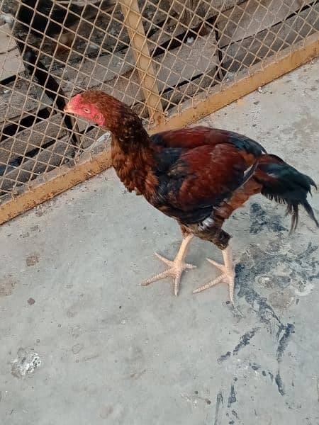 aseel male hens 10