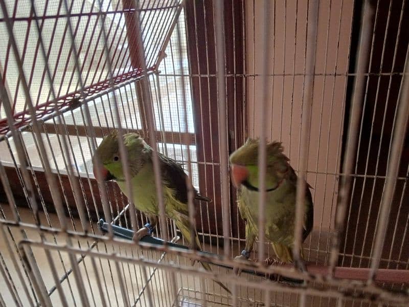 green neck Parrots 6