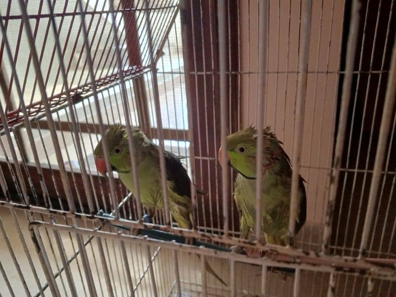 green neck Parrots 7