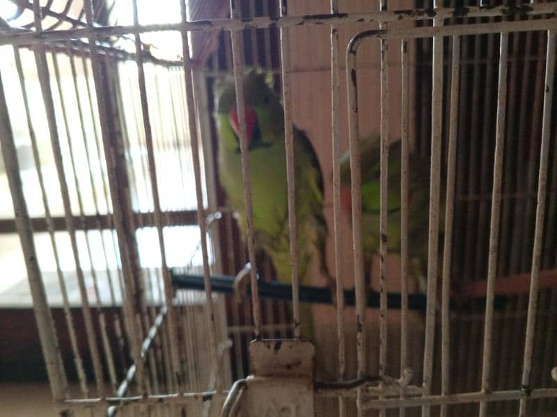 green neck Parrots 8