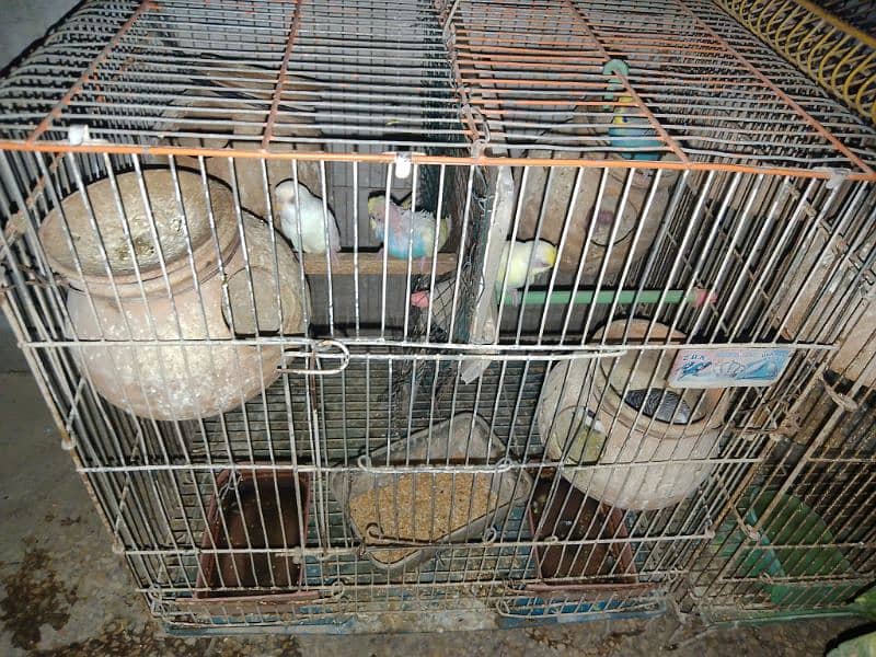 Australian parrot only pair 2