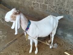 gulabi cross Bakri for sale 4 month ki confirm Gabban he.