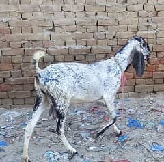 Makhi Cheeni Two Goats