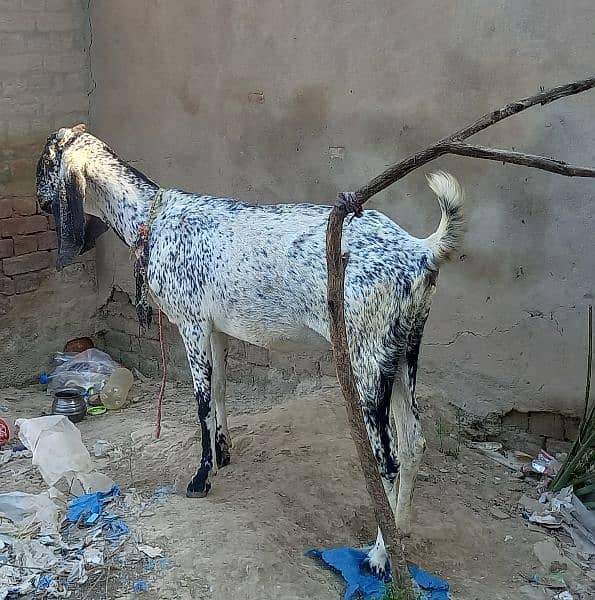 Makhi Cheeni Two Goats 1