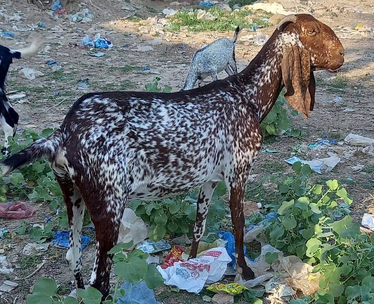 Makhi Cheeni Two Goats 3