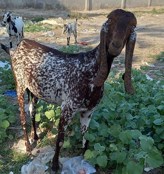 Makhi Cheeni Two Goats 4