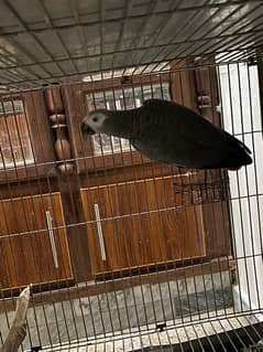 African grey breeder male