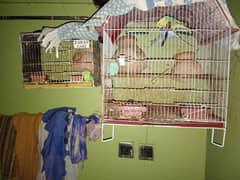 budgies parrots 0