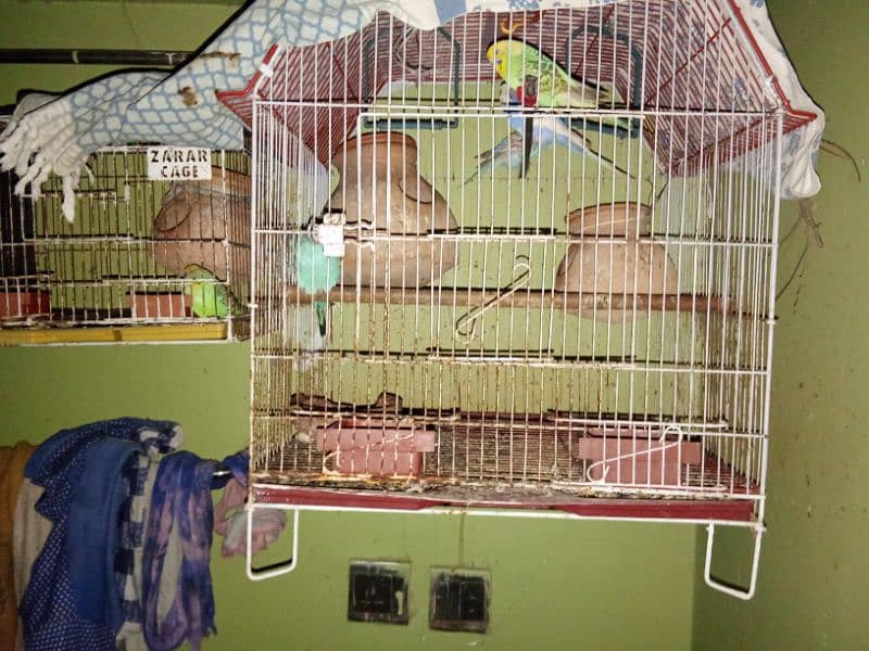 budgies parrots 2